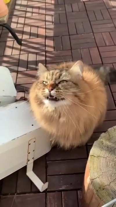 Reposting because OP was a bot and the sub loved the video.