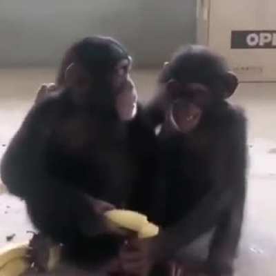 Friendship Is Everything
