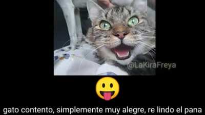 Gato contento, tengan un lindo dia