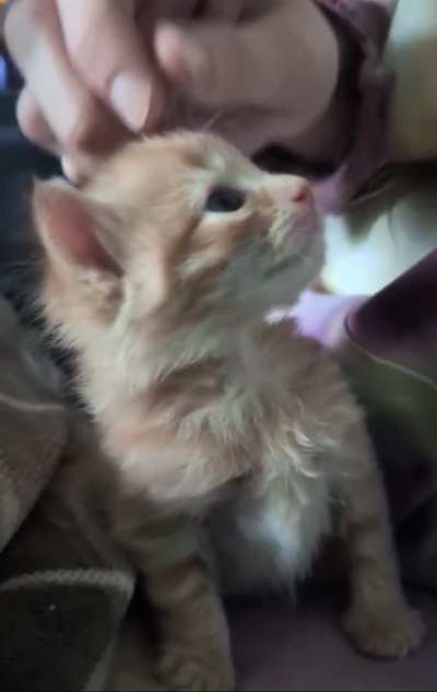 Purrrfection