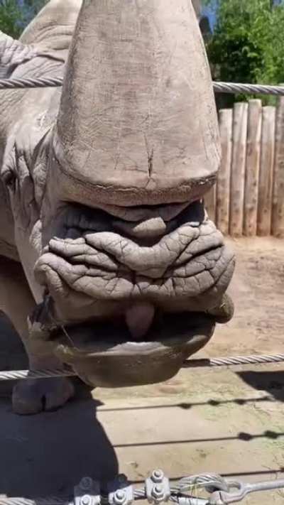 Rhinos are HUGE