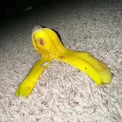 moldy banana