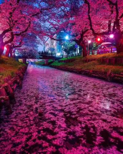 Cherry Blossoms in Shingashi. First posted:  