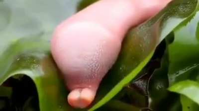 Spoon Worm aka 'The Penis fish'