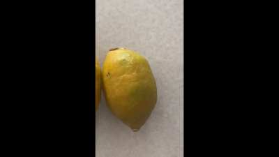 I grew some lemons