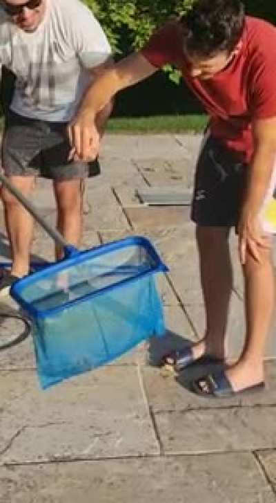 We found a danger noodle in the pool