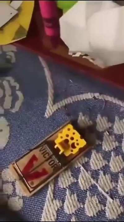 professional trap tester