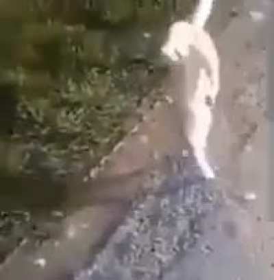 Blursed_cat