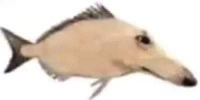 Dog fish
