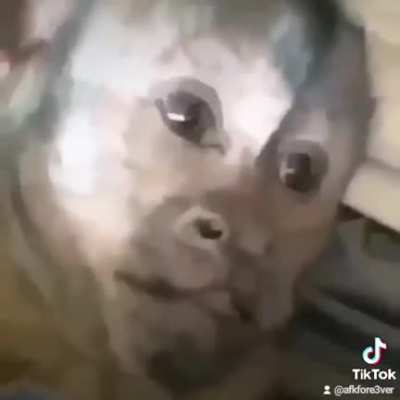 Haaaa