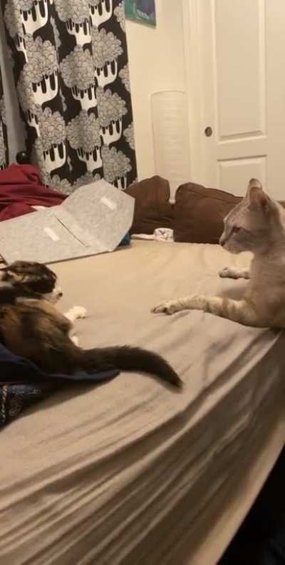 Kitten meeting Cat??