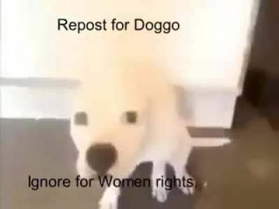 dog rubbing shit on the wall &amp;gt; female gender
