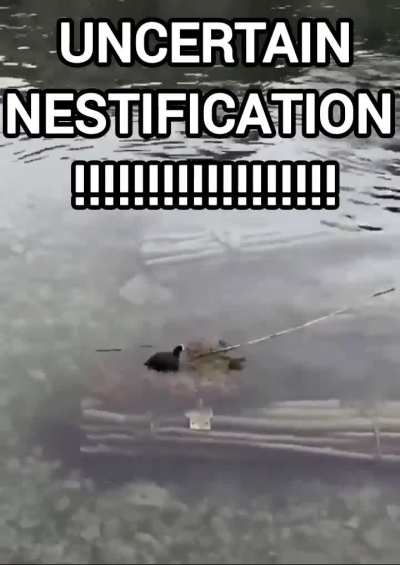 INDECISIVEACATION