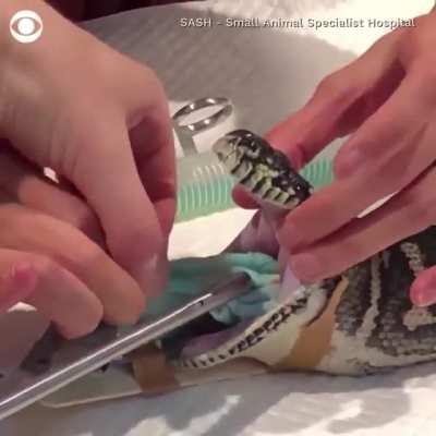 Horrible veterinarians stuff a snake with a towel