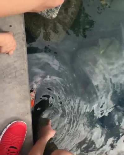"Don't touch the fish"