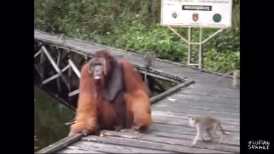 Monke