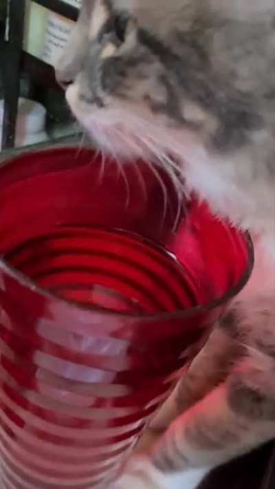 My cat has been 