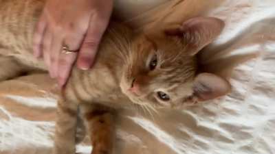 If the pets stop, the meows start.
