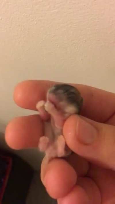 Very lil grabbies