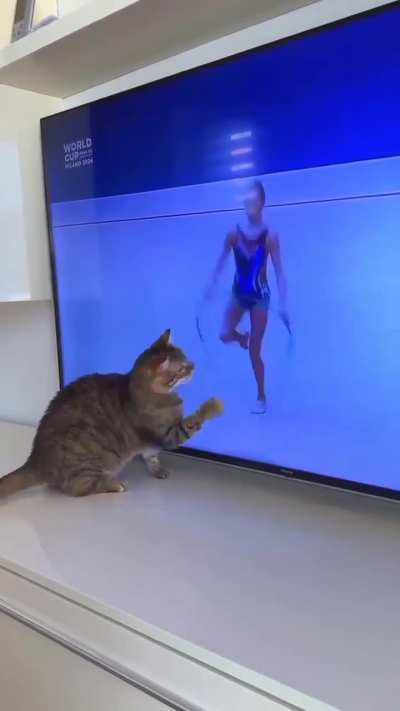 O gatinho tamb&eacute;m quer brincar, mo&ccedil;a