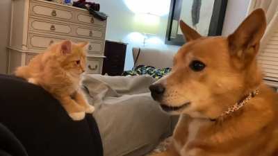 We brought a kitten home and our dog is confused.