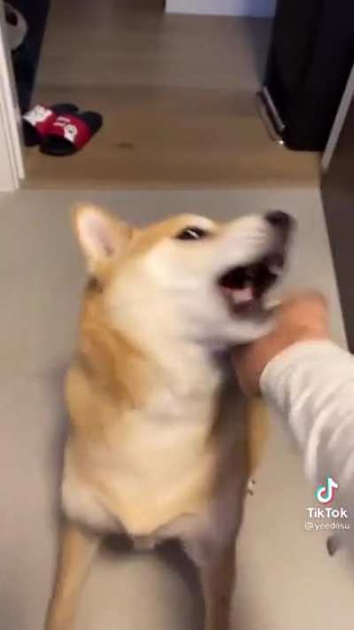 Feed The Dog Something He Loves