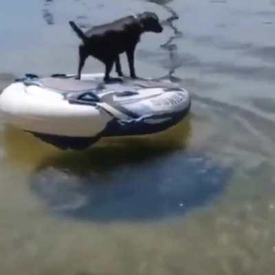 Adorable dogo