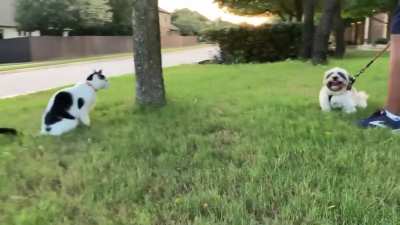 he's scared of cats
