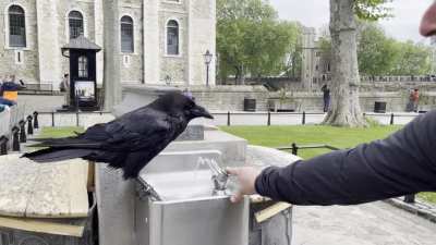 Nevermore