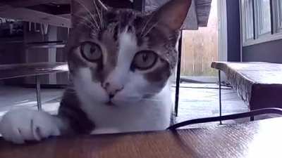 My cat found the &ldquo;nanny cam&rdquo; I set up for when I miss him on vacation