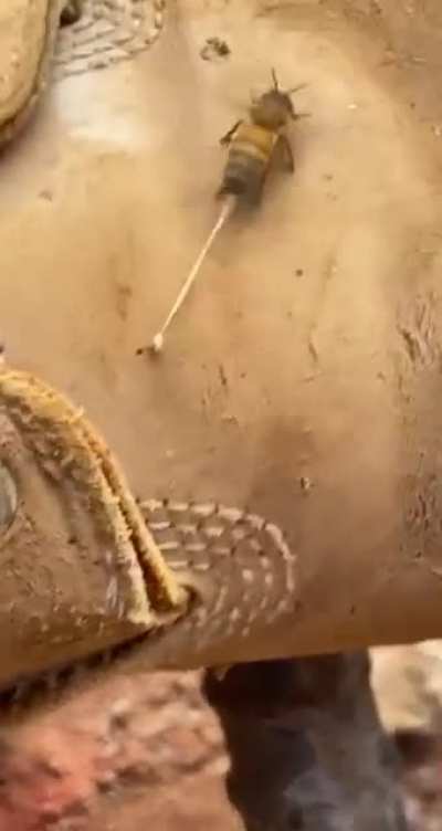 Bee stings this guy's boot and then tries to escape