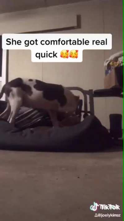 This dog deserves the world