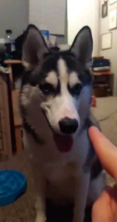 Was taking a snap of my puppy, turned into a good one I think.