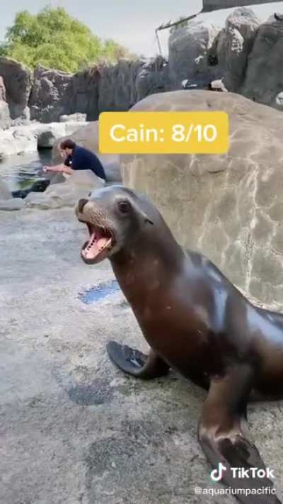 Screaming Sea Lions