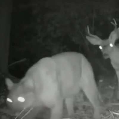 O Reino animal &eacute; uma farsa &eacute; eu posso provar