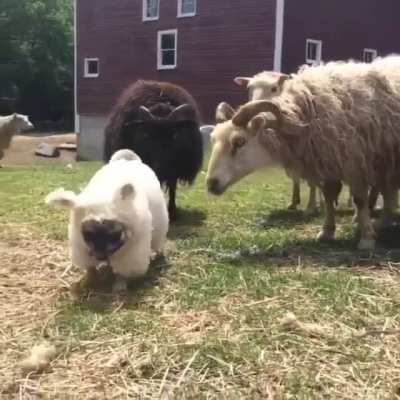 Woof IRL