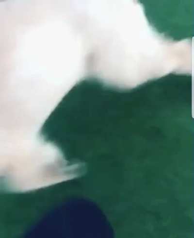 I halp then zoomie