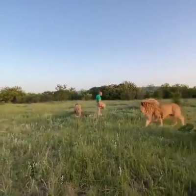 When your Safari tour guide really wants to impress you