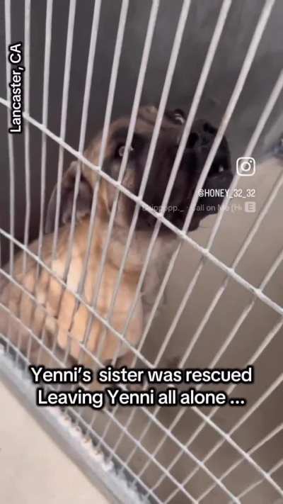 Yenni is a 9 month mastiff, isn&rsquo;t she adorable?