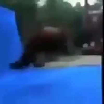 cavalo