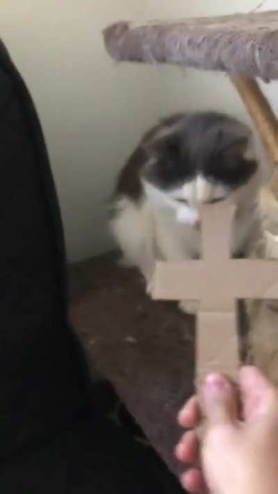 Kaz brincando com o Trico