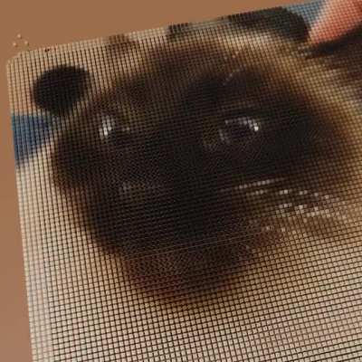 I sorted and unsorted my cat