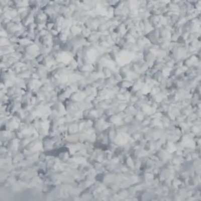 Snow rabbit runs over an avalanche to safety.