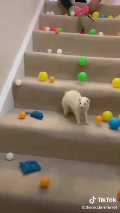 Deaf ferret