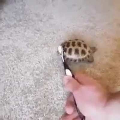 günaydın 🐢