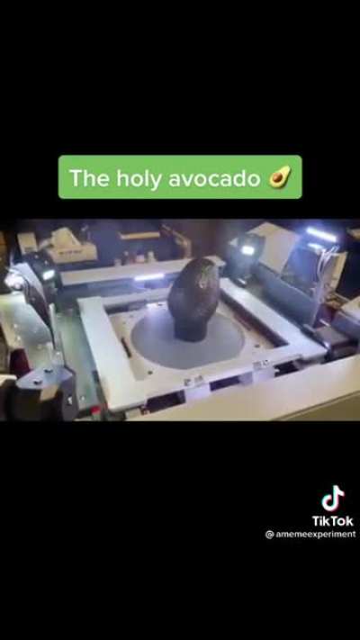 O abacate sagrado
