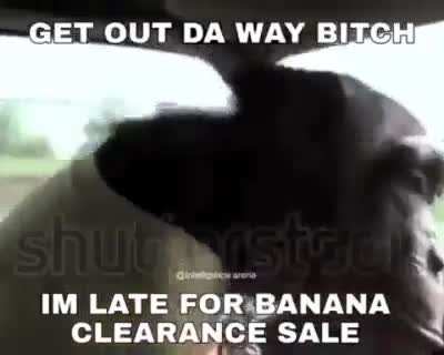 Monke drive good very
