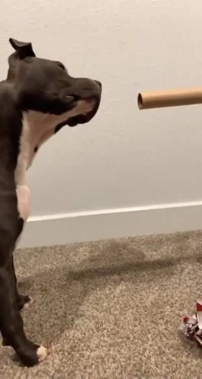 "Hooman... what kind of sorcery is this?"