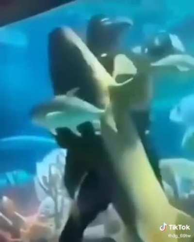 Pongan bachata