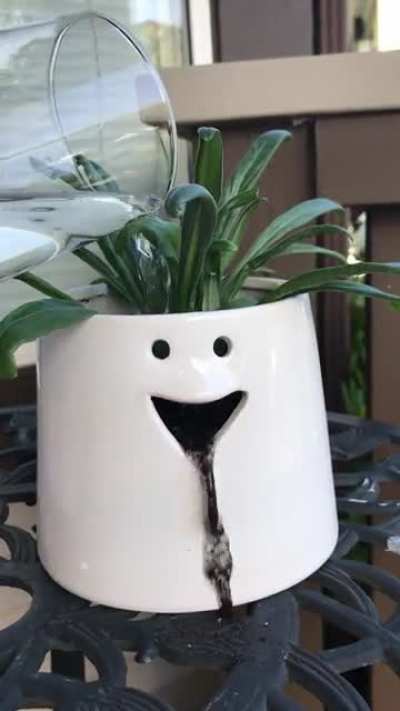 I think my plant has had too much to drink&hellip;